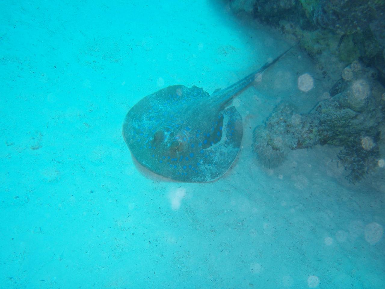 P1010006