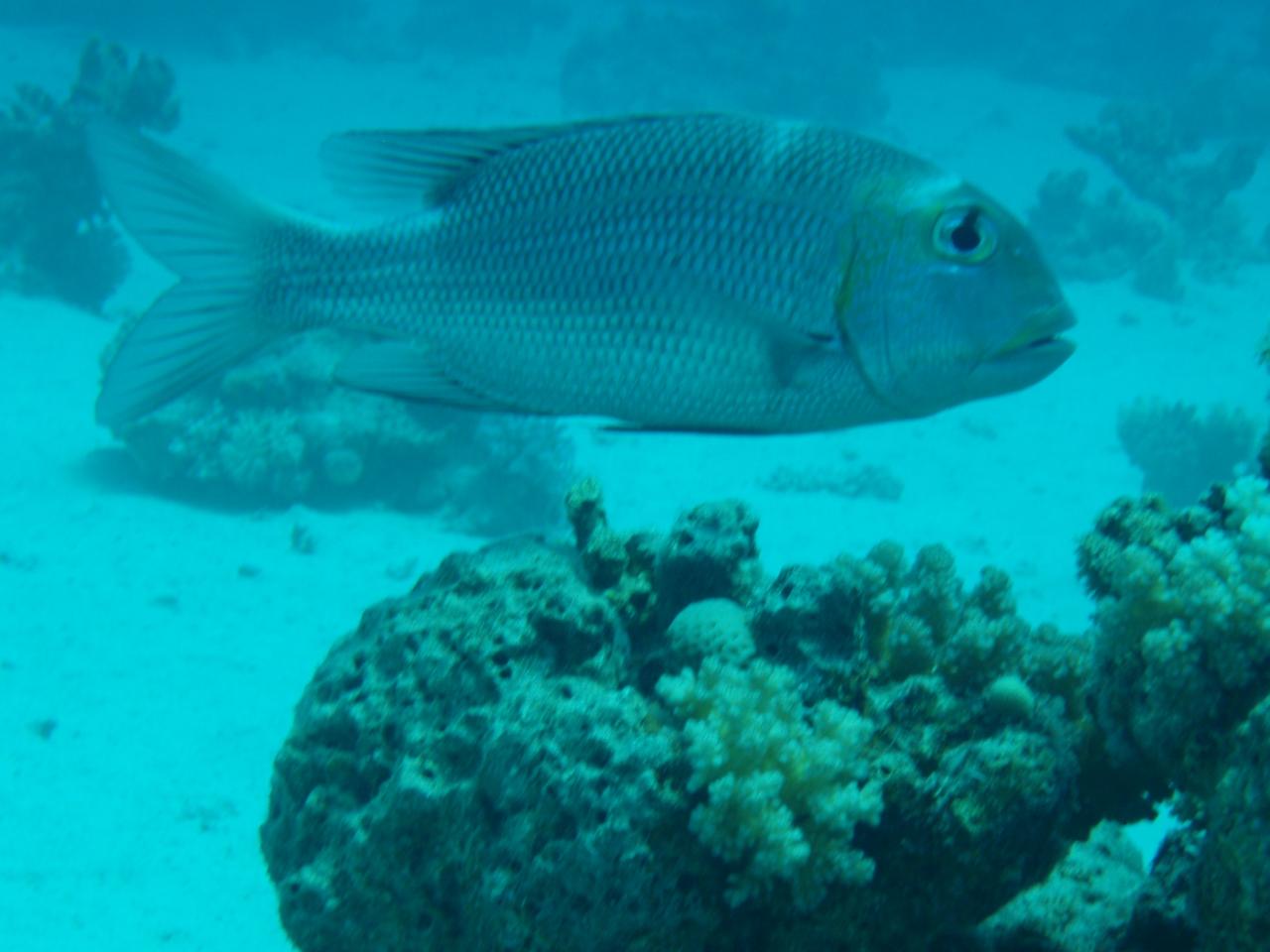 P1010030
